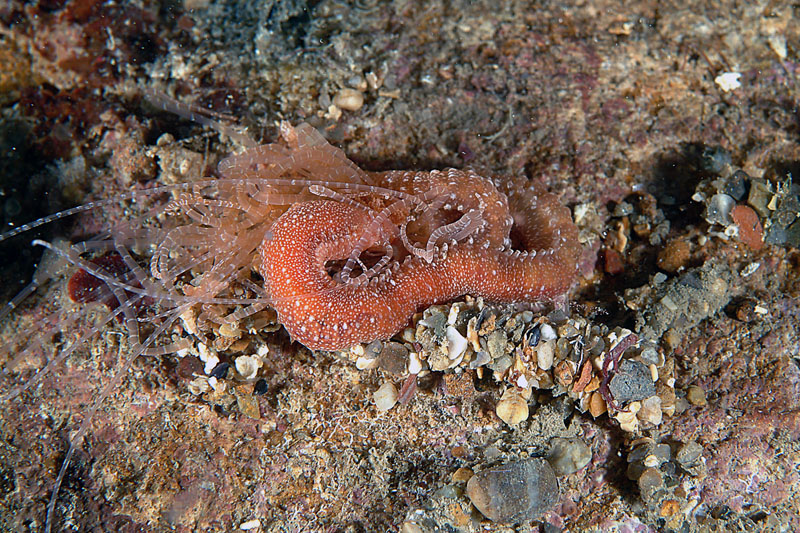 Eupolymnia nebulosa